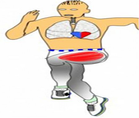 Les différents organes impliqués dans l'éffort physique