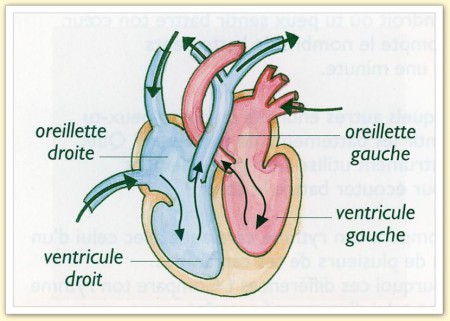 Dessin d'une coupe latérale d'un coeur humain légendé