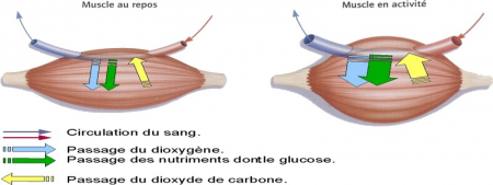 Shéma montrant le fonctionnement des muscles durant un éffort